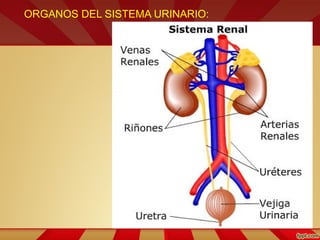 ORGANOS DEL SISTEMA URINARIO:
 