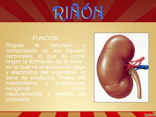 -FUNCIÓN.
Regula el volumen y
composición de los líquidos
corporales, lo que da como
origen la formación de la orina ,
en la cual va el exceso de agua
y electrolitos del organismo, la
serie de productos finales del
metabolismo y substancias
exógenas, como
medicamentos y medios de
contraste.
 