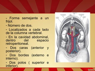 - Forma semejante a un
frijol.
- Número de dos.
- Localizados a cada lado
de la columna vertebral.
- En la cavidad abdominal,
dentro del espacio
retroperitoneal.
- Dos caras (anterior y
posterior).
- Dos bordes (externo e
interno).
- Dos polos ( superior e
inferior).
 