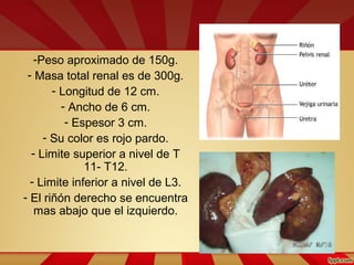 -Peso aproximado de 150g.
- Masa total renal es de 300g.
- Longitud de 12 cm.
- Ancho de 6 cm.
- Espesor 3 cm.
- Su color es rojo pardo.
- Limite superior a nivel de T
11- T12.
- Limite inferior a nivel de L3.
- El riñón derecho se encuentra
mas abajo que el izquierdo.
 