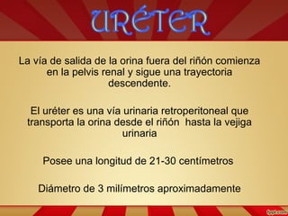 La vía de salida de la orina fuera del riñón comienza
en la pelvis renal y sigue una trayectoria
descendente.
El uréter es una vía urinaria retroperitoneal que
transporta la orina desde el riñón hasta la vejiga
urinaria
Posee una longitud de 21-30 centímetros
Diámetro de 3 milímetros aproximadamente
 