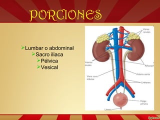 PORCIONES
Lumbar o abdominal
Sacro iliaca
Pélvica
Vesical
 