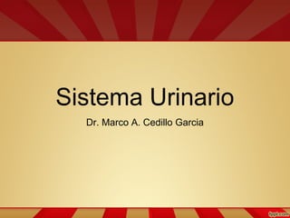 Sistema Urinario
Dr. Marco A. Cedillo Garcia
 