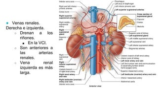 Sistema urinario | PPTX