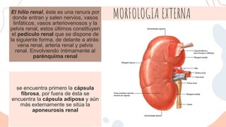 Sistema urinario. riñones. | PPT