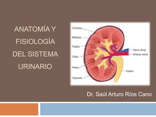ANATOMÍA Y
FISIOLOGÍA
DEL SISTEMA
URINARIO
Dr. Saúl Arturo Ríos Cano
 