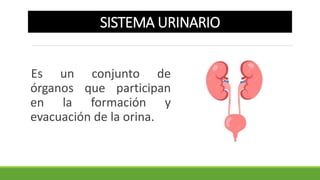 SISTEMA URINARIO
Es un conjunto de
órganos que participan
en la formación y
evacuación de la orina.
 