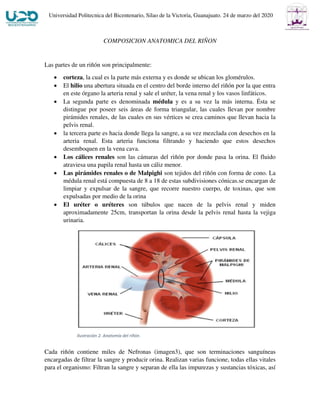 SISTEMA_URINARIO.pdf