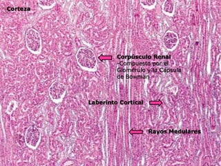 Sistema Urinario. Histología. Glomerulos renales | PPT
