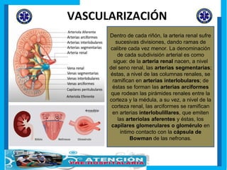 Sistema urinario del cuerpo humano | PPTX