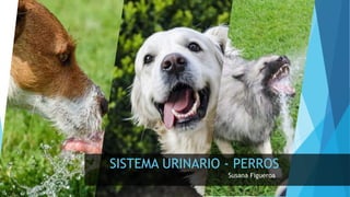 SISTEMA URINARIO - PERROS
Susana Figueroa
 