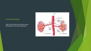 Presentacion de la Sistema Urinario.pptx