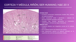 SISTEMA URINARIO - HISTOLOGÍA PRÁCTICA - U | PDF