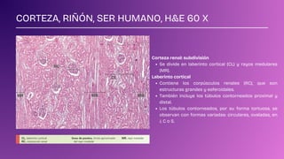 SISTEMA URINARIO - HISTOLOGÍA PRÁCTICA - U | PDF