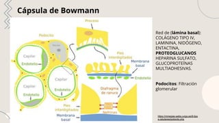 Sistema Urinario Histología Medicina Primer Semestre | PDF