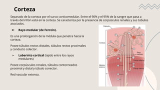 Sistema Urinario Histología Medicina Primer Semestre | PDF