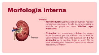 Comprehensive Overview of the Human Urinary System: Structure and ...