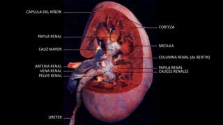 Sistema urinario anatomia | PPTX