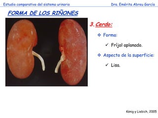 Estudio comparativo del sistema urinario

Dra. Emérita Abreu García

FORMA DE LOS RIÑONES
3.Cerdo:
Forma:
Fríjol aplanado.
Aspecto de la superficie:

c

Lisa.

König y Liebich, 2005

 
