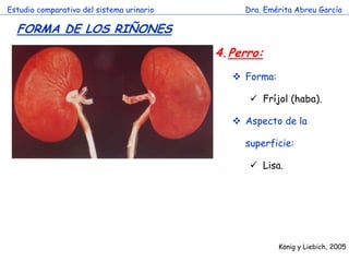 Estudio comparativo del sistema urinario

Dra. Emérita Abreu García

FORMA DE LOS RIÑONES
4.Perro:
Forma:
Fríjol (haba).
Aspecto de la

c

superficie:
Lisa.

König y Liebich, 2005

 