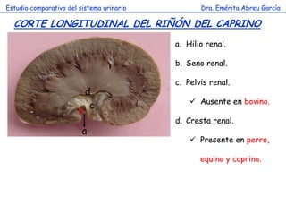 Estudio comparativo del sistema urinario

Dra. Emérita Abreu García

CORTE LONGITUDINAL DEL RIÑÓN DEL CAPRINO
a. Hilio renal.
b. Seno renal.

b

c. Pelvis renal.

d
c

a

Ausente en bovino.

c

d. Cresta renal.
Presente en perro,
equino y caprino.

 