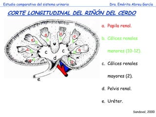 Estudio comparativo del sistema urinario

Dra. Emérita Abreu García

CORTE LONGITUDINAL DEL RIÑÓN DEL CERDO
a. Papila renal.
a

b

a b

c

a b

a
b

a
b

c
d

b
b

c
e

a
b

a

b. Cálices renales
a

menores (10-12).
c. Cálices renales
mayores (2).
d. Pelvis renal.
e. Uréter.
Sandoval, 2000

 