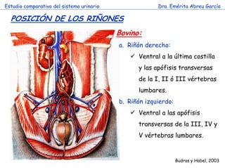 Estudio comparativo del sistema urinario

Dra. Emérita Abreu García

POSICIÓN DE LOS RIÑONES
Bovino:

a

a. Riñón derecho:
Ventral a la última costilla
y las apófisis transversas

b

de la I, II ó III vértebras

c

lumbares.
b. Riñón izquierdo:
Ventral a las apófisis
transversas de la III, IV y
V vértebras lumbares.

Budras y Habel, 2003

 