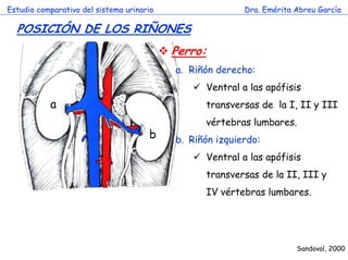 Estudio comparativo del sistema urinario

Dra. Emérita Abreu García

POSICIÓN DE LOS RIÑONES
Perro:
a. Riñón derecho:
Ventral a las apófisis

a

transversas de la I, II y III

c

b

vértebras lumbares.
b. Riñón izquierdo:
Ventral a las apófisis
transversas de la II, III y
IV vértebras lumbares.

Sandoval, 2000

 