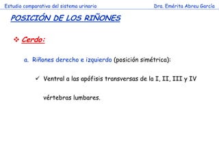 Estudio comparativo del sistema urinario

Dra. Emérita Abreu García

POSICIÓN DE LOS RIÑONES
Cerdo:
a. Riñones derecho e izquierdo (posición simétrica):
Ventral a las apófisis transversas de la I, II, III y IV

c

vértebras lumbares.

 