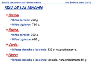 Estudio comparativo del sistema urinario

Dra. Emérita Abreu García

PESO DE LOS RIÑONES
Bovino:
Riñón derecho: 700 g.
Riñón izquierdo: 730 g.

Equino.
Riñón derecho: 700 g.
Riñón izquierdo: 680 g.
c

Cerdo:
Riñones derecho e izquierdo: 235 g. respectivamente.

Perro:
Riñones derecho e izquierdo: variable. Aproximadamente 57 g.

 