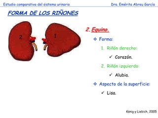 Estudio comparativo del sistema urinario

Dra. Emérita Abreu García

FORMA DE LOS RIÑONES

2

2.Equino.

1

Forma:
1. Riñón derecho:
Corazón.

c

2. Riñón izquierdo:
Alubia.
Aspecto de la superficie:
Lisa.

König y Liebich, 2005

 