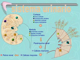HISTOLOGIA SISTEMA URINARIO | PPS