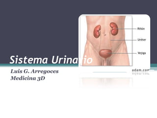 Sistema Urinario Luis G. Arregoces  Medicina 3D 