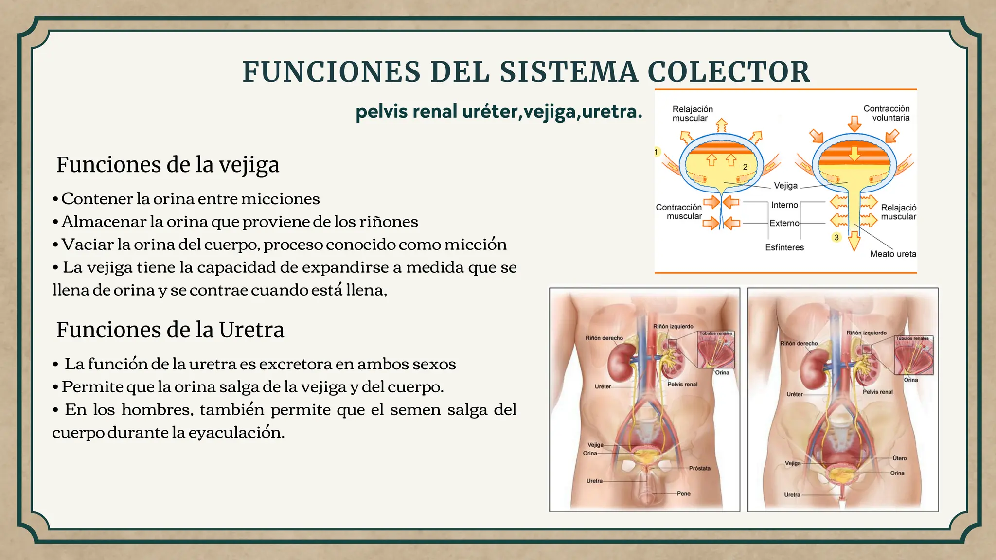 Sistema Urinario. Uréteres, Vejiga y Uretra. | PDF