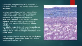 Comprehensive Overview of the Human Urinary System and Kidney Function ...