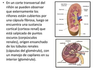 Sistema urinario 2 | PPTX