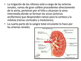 Sistema urinario 2 | PPTX