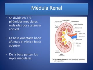 Sistema Urinario | PPTX