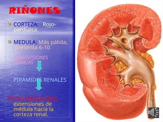 HISTOLOGÍA DEL SISTEMA URINARIO DRA. SILVIA | PPTX