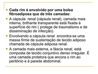    Cada rim é envolvido por uma bolsa
    fibroadiposa que de três camadas:
   A cápsula renal (cápsula renal), camada mais
    interna, brilhante transparente está fixada à
    superfície do rim ( protege de traumatismo e de
    disseminação de infecção).
   Envolvendo a cápsula renal encontra-se uma
    massa firme de sustentação de tecido adiposo
    chamada de cápsula adiposa renal.
   A camada mais externa, a fáscia renal, está
    composta de tecido conjuntivo denso irregular. È
    uma camada protetora que ancora o rim ao
    peritônio e à parede abdominal.
 