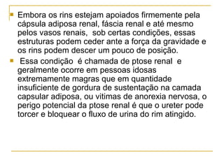    Embora os rins estejam apoiados firmemente pela
    cápsula adiposa renal, fáscia renal e até mesmo
    pelos vasos renais, sob certas condições, essas
    estruturas podem ceder ante a força da gravidade e
    os rins podem descer um pouco de posição.
    Essa condição é chamada de ptose renal e
    geralmente ocorre em pessoas idosas
    extremamente magras que em quantidade
    insuficiente de gordura de sustentação na camada
    capsular adiposa, ou vitimas de anorexia nervosa, o
    perigo potencial da ptose renal é que o ureter pode
    torcer e bloquear o fluxo de urina do rim atingido.
 