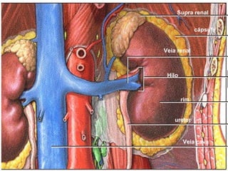 Supra renal


              cápsula


Veia renal



 Hilo



        rim


    ureter


        Veia cava
 