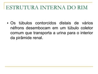 ESTRUTURA INTERNA DO RIM

♦   Os túbulos contorcidos distais de vários
    néfrons desembocam em um túbulo coletor
    comum que transporta a urina para o interior
    da pirâmide renal.
 