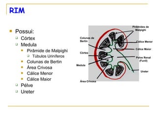 RIM
                                                      Pirâmides de
   Possui:                                             Malpighi


       Córtex                         Colunas de
                                       Bertin           Cálice Menor
       Medula
                                                        Cálice Maior
           Pirâmide de Malpighi       Córtex
               Túbulos Uriníferos                      Pelve Renal
           Colunas de Bertin                             (Funil)
                                     Medula
           Área Crivosa
                                                            Ureter
           Cálice Menor
           Cálice Maior               Área Crivosa
       Pélve
       Ureter
 