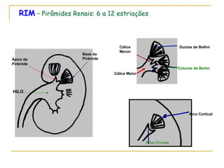 RIM – Pirâmides Renais: 6 a 12 estriações



                                    Cálice                      Ductos de Bellini
                                    Menor
                       Base da
Ápice da               Pirâmide
Pirâmide
                                                                Colunas de Bertin
                                  Cálice Maior



HILO




                                                                      Arco Cortical




                                                 Área Crivosa
 