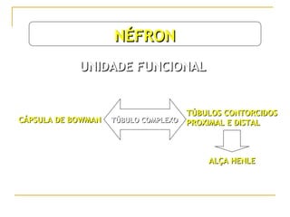 NÉFRON
            UNIDADE FUNCIONAL


                                      TÚBULOS CONTORCIDOS
CÁPSULA DE BOWMAN   TÚBULO COMPLEXO   PROXIMAL E DISTAL



                                          ALÇA HENLE
 