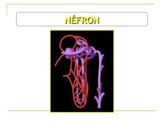 NÉFRON
 