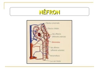 NÉFRON
 