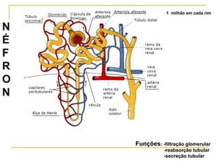 1 milhão em cada rim


N
É
F
R
O
N



    Funções: -filtração glomerular
               -reabsorção tubular
               -secreção tubular
 