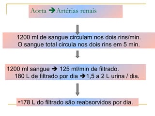 Aorta Artérias renais


   1200 ml de sangue circulam nos dois rins/min.
   O sangue total circula nos dois rins em 5 min.



1200 ml sangue  125 ml/min de filtrado.
  180 L de filtrado por dia 1,5 a 2 L urina / dia.



    •178 L do filtrado são reabsorvidos por dia.
 